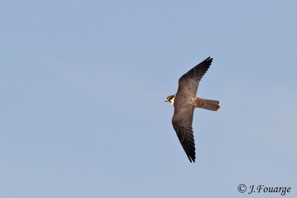 Eurasian Hobby, Flight