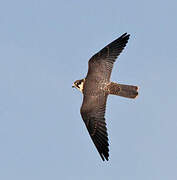 Eurasian Hobby