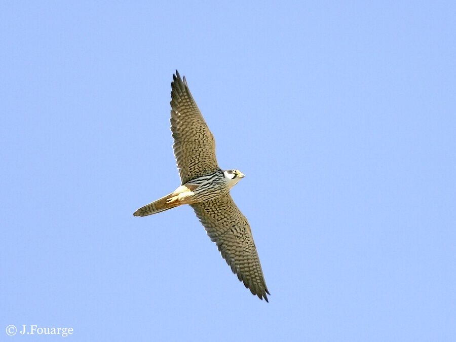 Eurasian Hobby