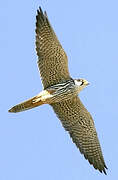 Eurasian Hobby