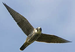 Eurasian Hobby