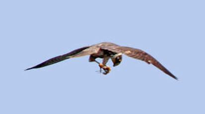 Faucon hobereau