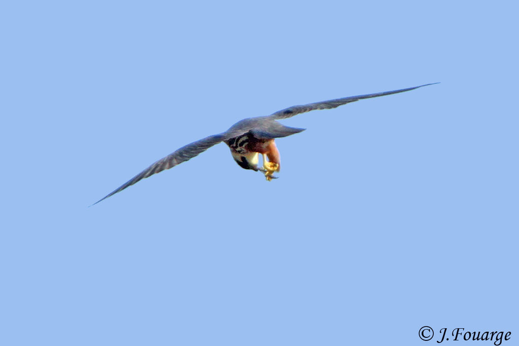 Eurasian Hobby, identification, feeding habits, Behaviour