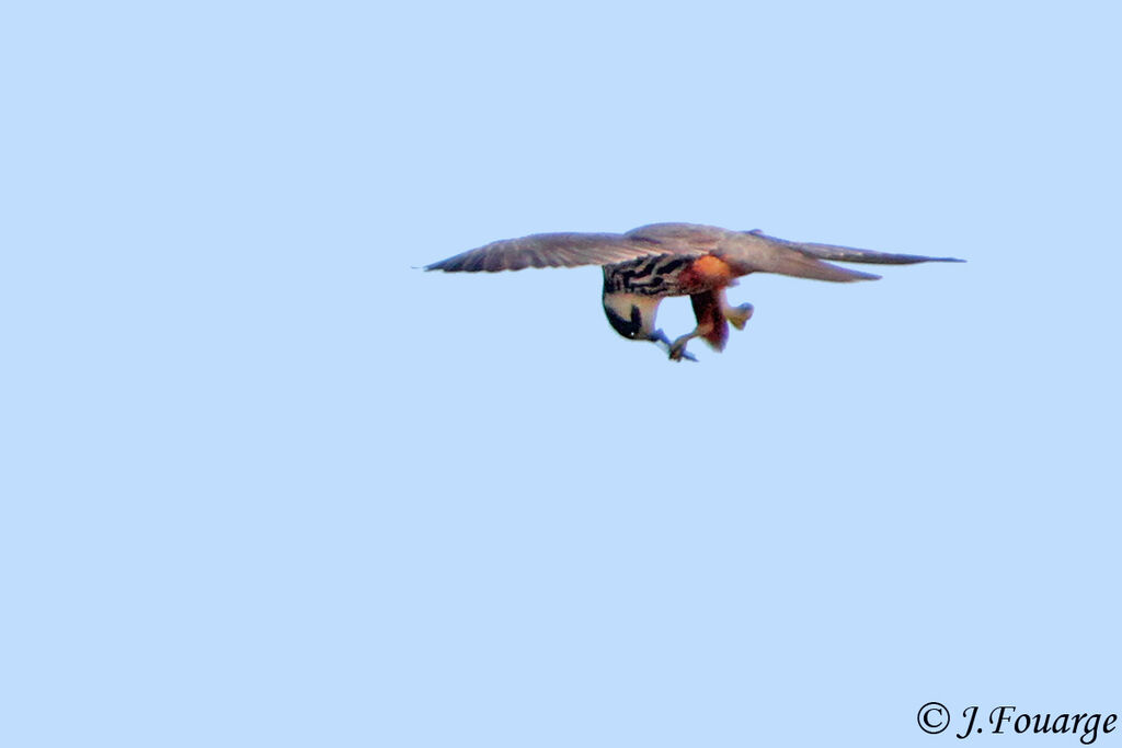 Eurasian Hobby, identification, feeding habits, Behaviour