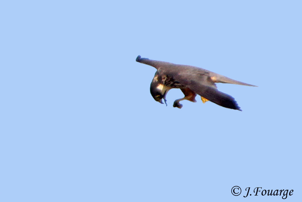 Eurasian Hobby, identification, feeding habits, Behaviour