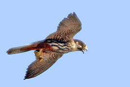 Eurasian Hobby