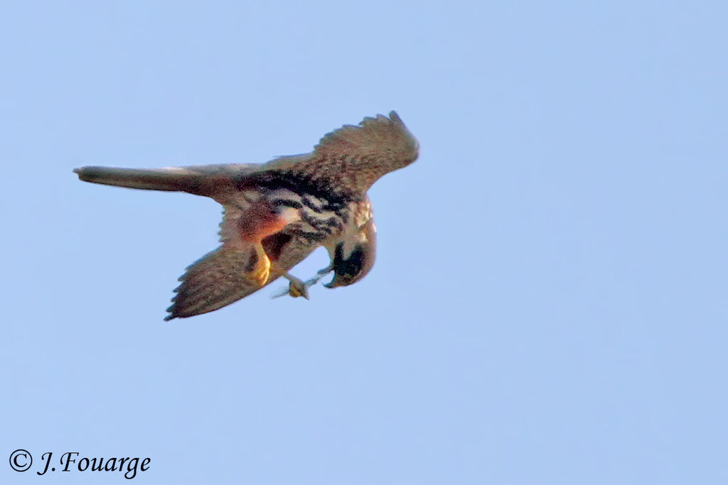 Eurasian Hobby, identification, Flight, feeding habits, Behaviour