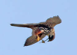 Eurasian Hobby