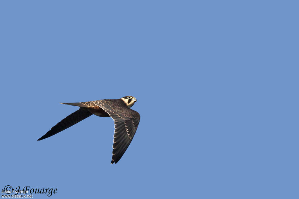 Eurasian Hobbyjuvenile, pigmentation, Flight