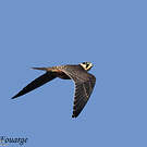 Eurasian Hobby