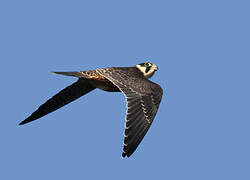 Eurasian Hobby