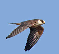 Red-footed Falcon