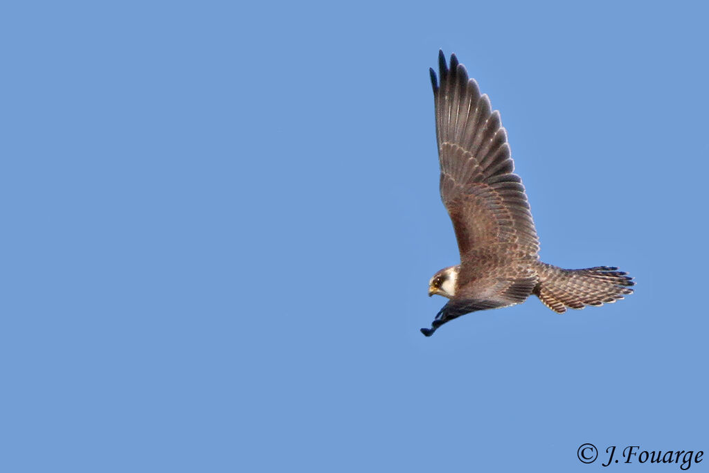 Red-footed Falconjuvenile