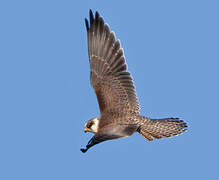 Red-footed Falcon