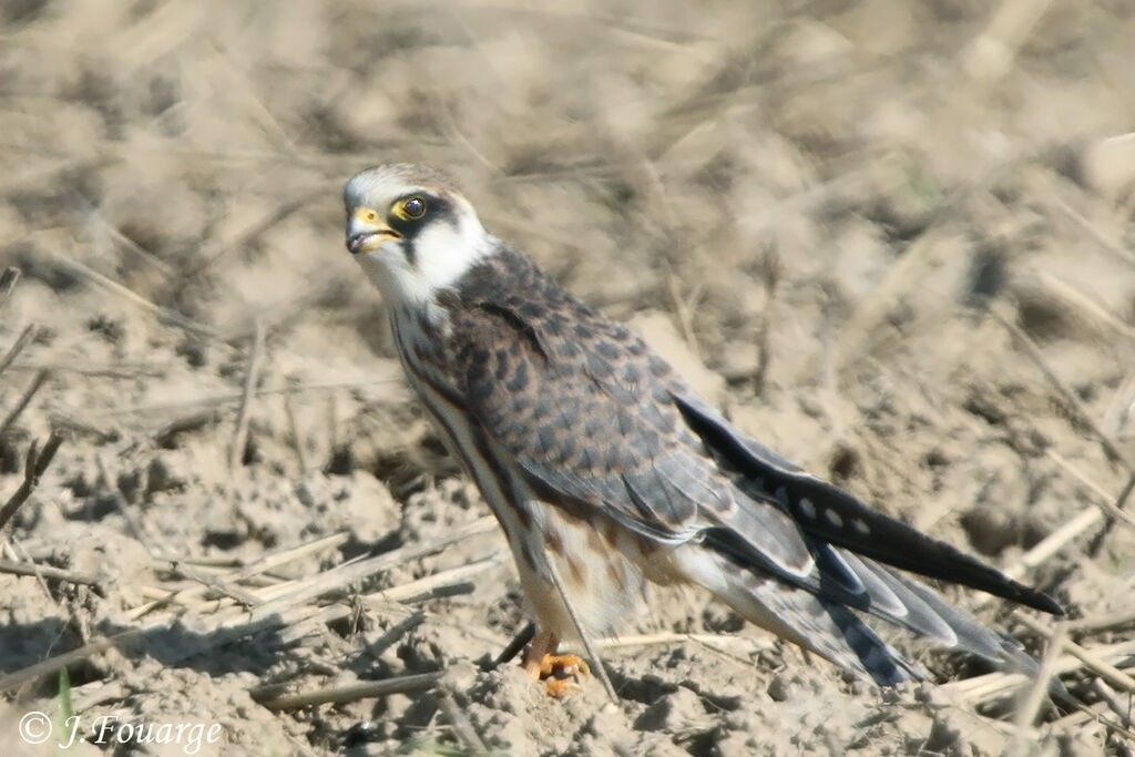 Red-footed Falconjuvenile