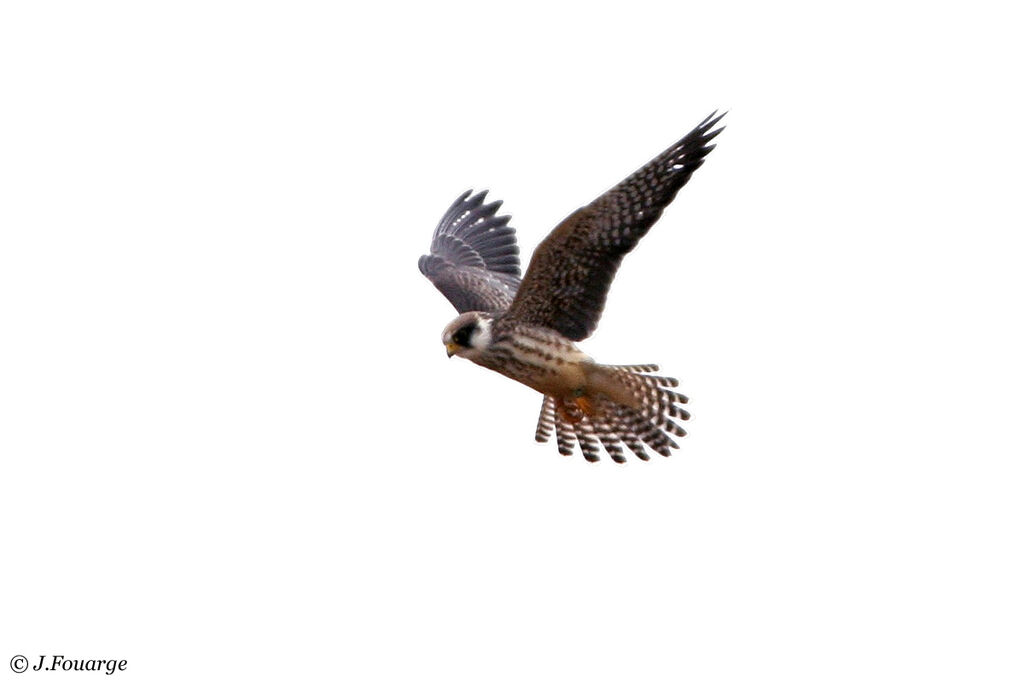 Red-footed Falcon