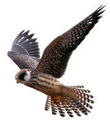 Red-footed Falcon