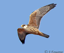 Red-footed Falcon