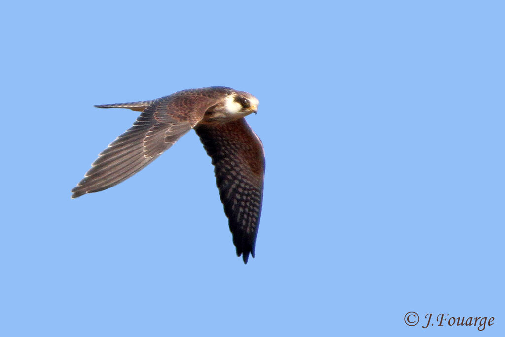 Red-footed Falconjuvenile