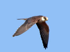 Red-footed Falcon