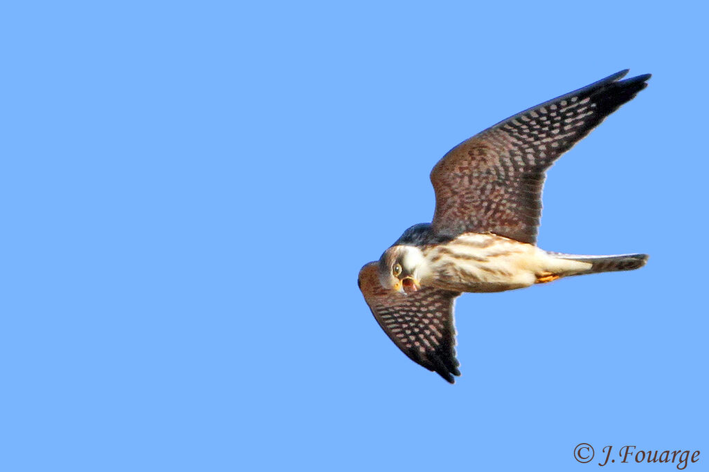 Red-footed Falcon