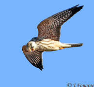 Red-footed Falcon