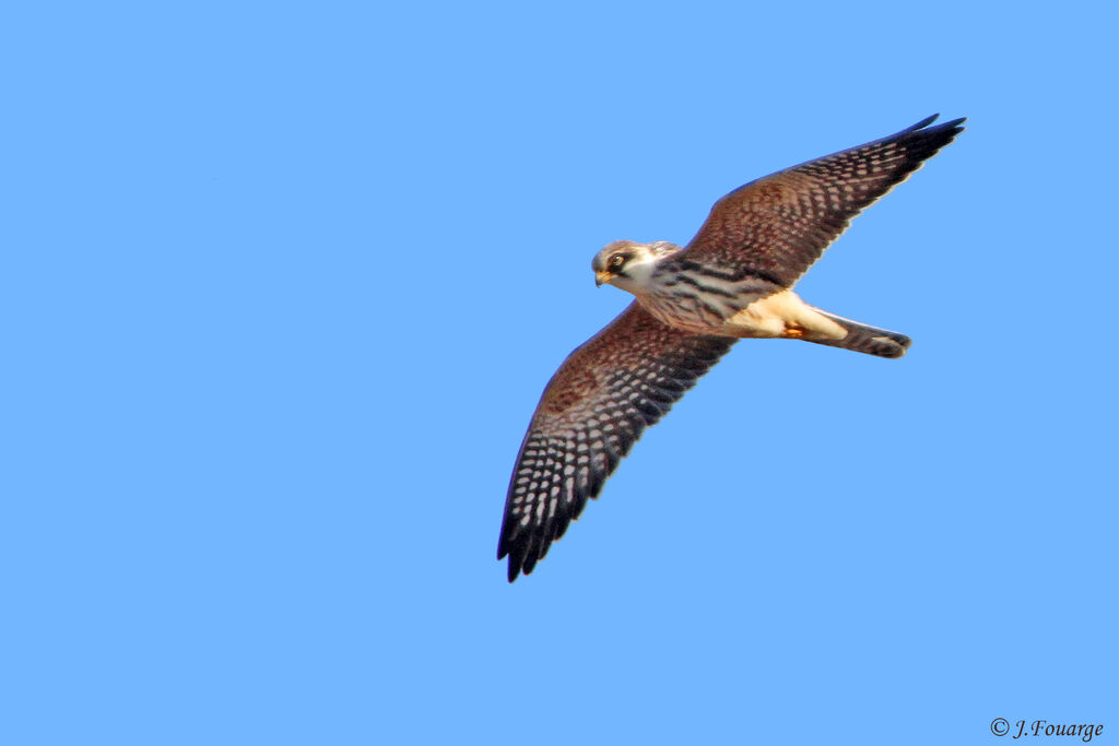 Red-footed Falconjuvenile