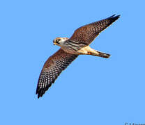 Red-footed Falcon