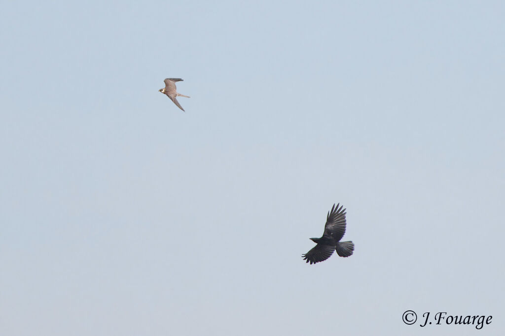 Red-footed Falconjuvenile