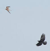 Red-footed Falcon