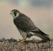 Peregrine Falcon