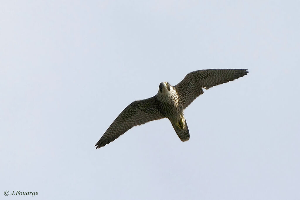 Peregrine Falcon