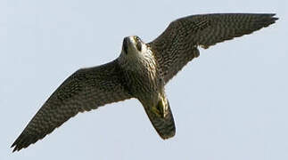 Peregrine Falcon