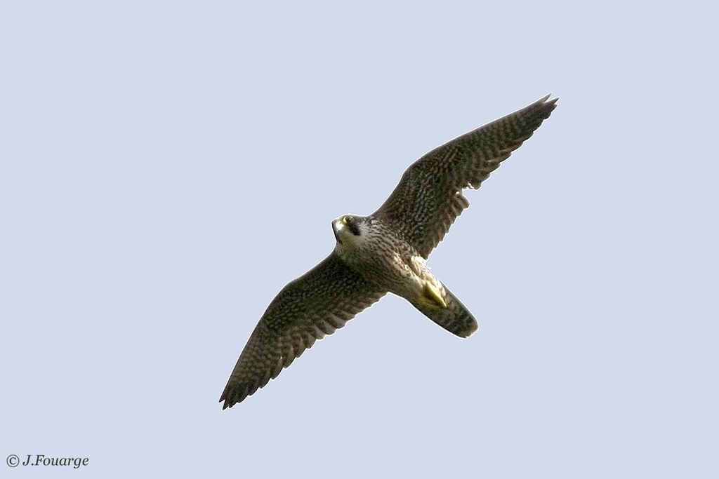 Peregrine Falcon