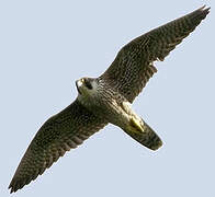 Peregrine Falcon