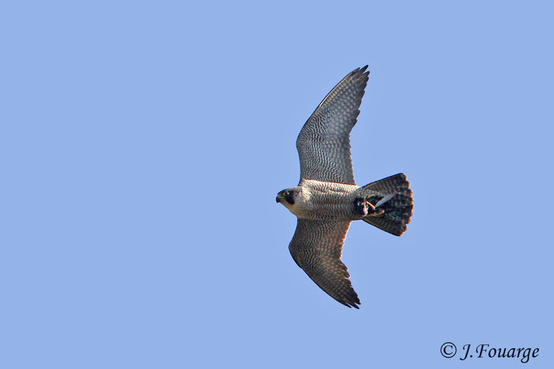 Peregrine Falcon male adult, identification, Flight, feeding habits, Behaviour