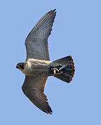 Peregrine Falcon