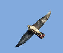 Peregrine Falcon