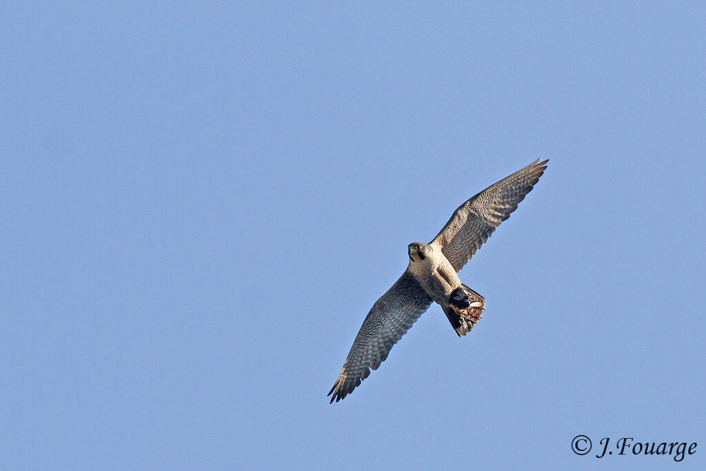 Peregrine Falcon male adult, identification, Flight, feeding habits, Behaviour