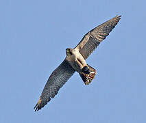 Peregrine Falcon