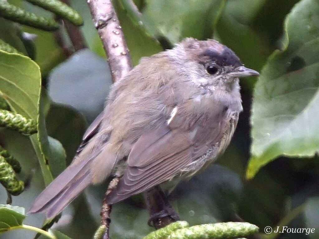 Fauvette à tête noire mâle 1ère année