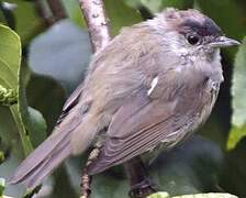 Eurasian Blackcap