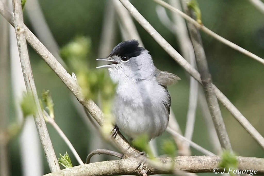 Eurasian Blackcap male adult