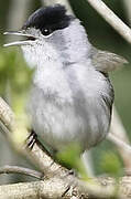 Eurasian Blackcap