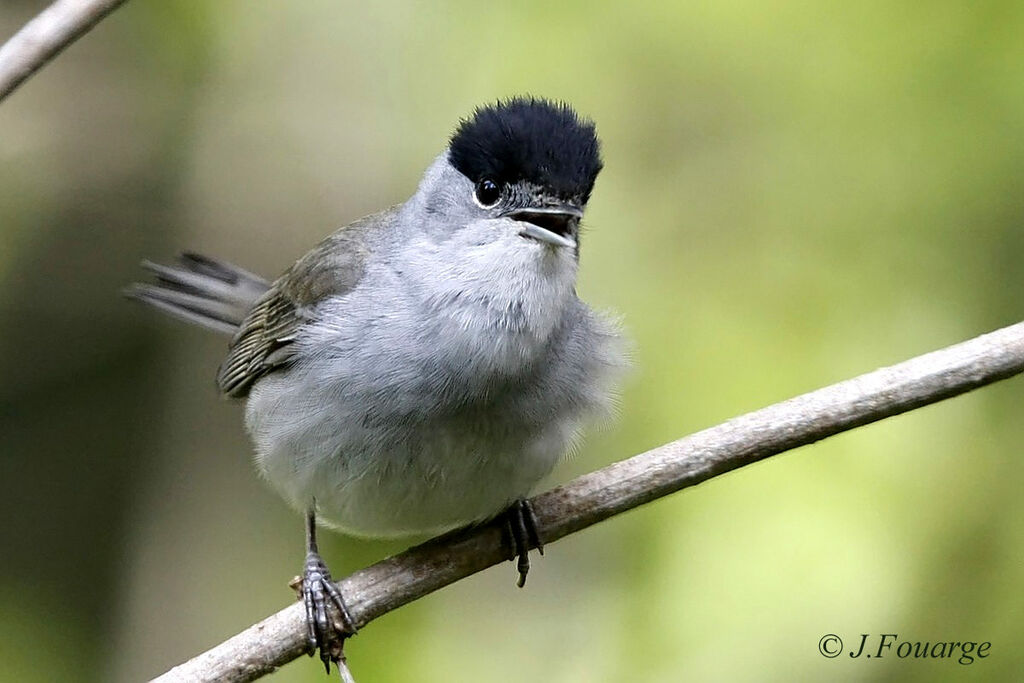 Eurasian Blackcap male adult