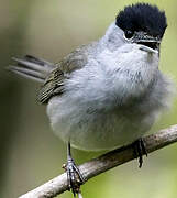 Eurasian Blackcap