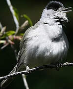 Eurasian Blackcap