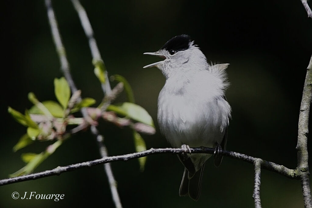 Eurasian Blackcap male adult