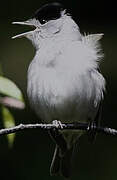 Eurasian Blackcap