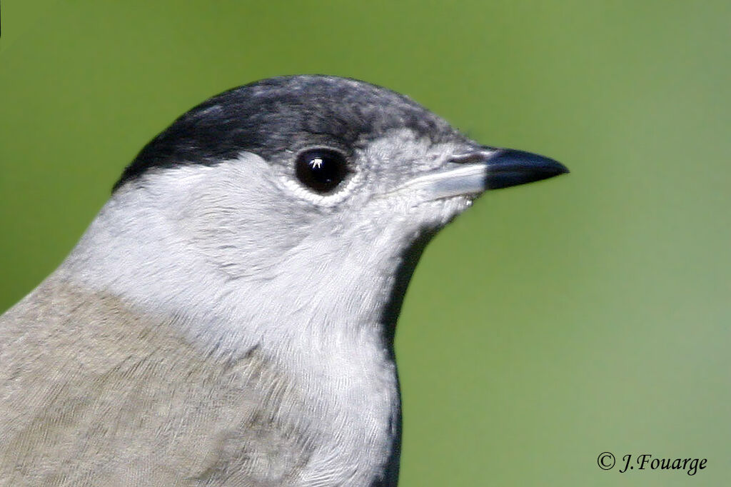 Eurasian Blackcap male